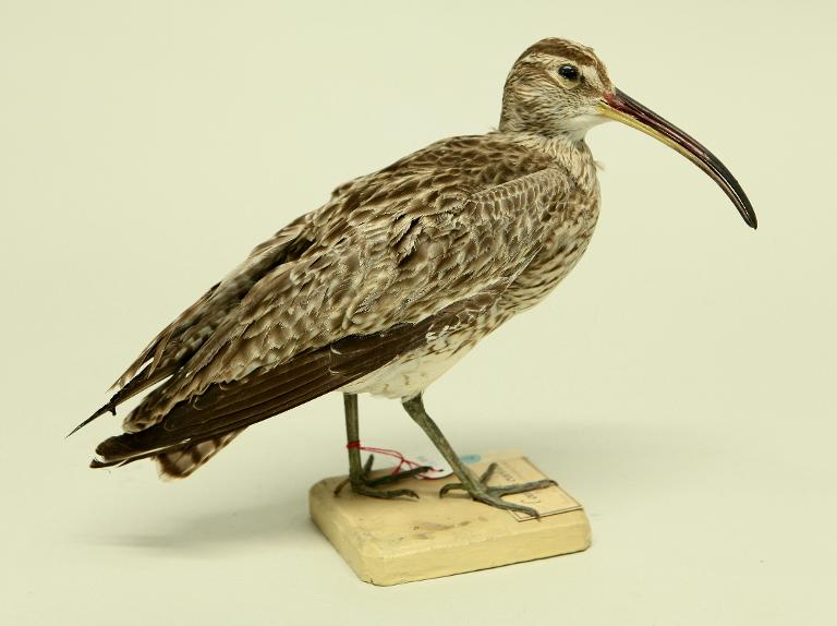 animal naturalisé : oiseau : Courlis corlieu