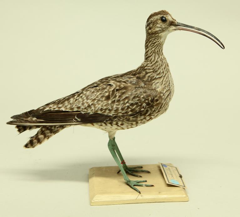 animal naturalisé : oiseau : Courlis corlieu