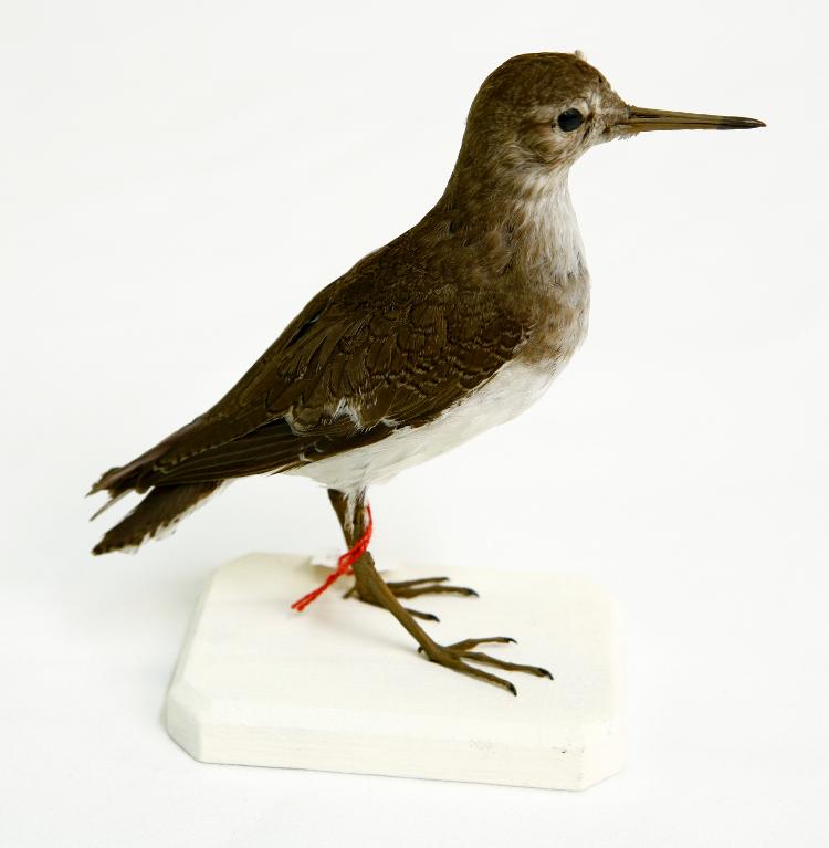 animal naturalisé : oiseau : Chevalier guignette