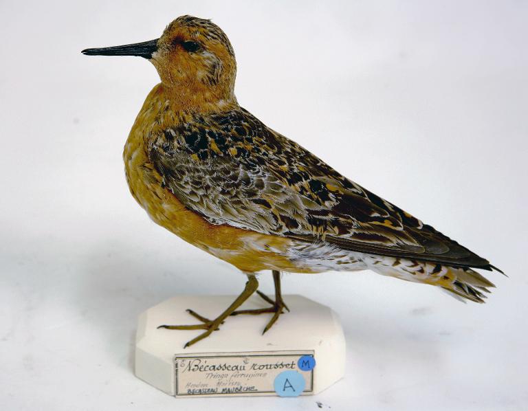animal naturalisé : oiseau : Bécasseau maubèche