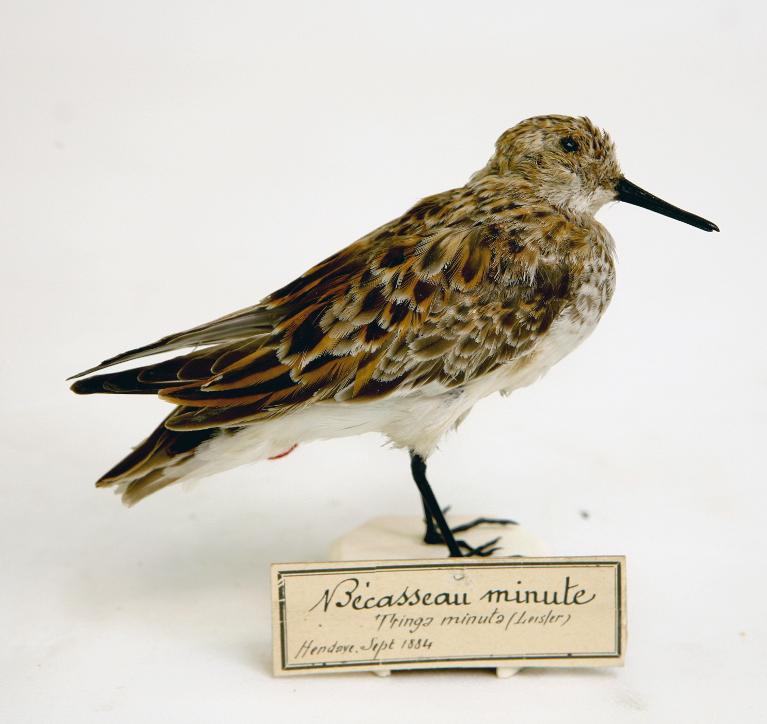 animal naturalisé : oiseau : Bécasseau minute