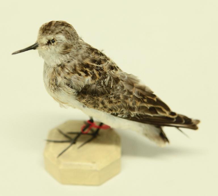animal naturalisé : oiseau : Bécasseau minute