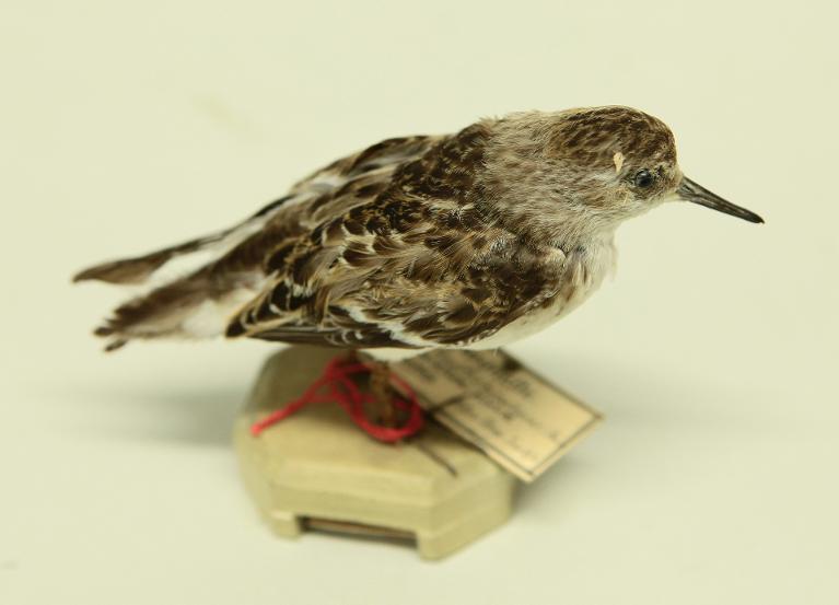 animal naturalisé : oiseau : Bécasseau minute