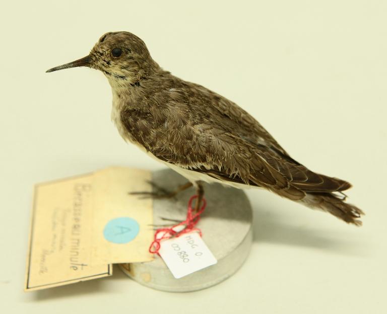animal naturalisé : oiseau : Bécasseau minute