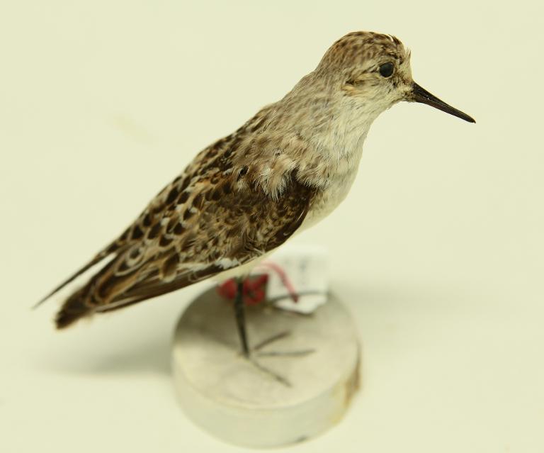animal naturalisé : oiseau : Bécasseau minute