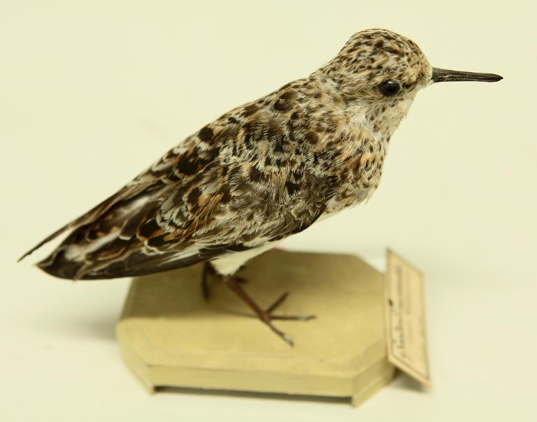 animal naturalisé : oiseau : Bécasseau sanderling