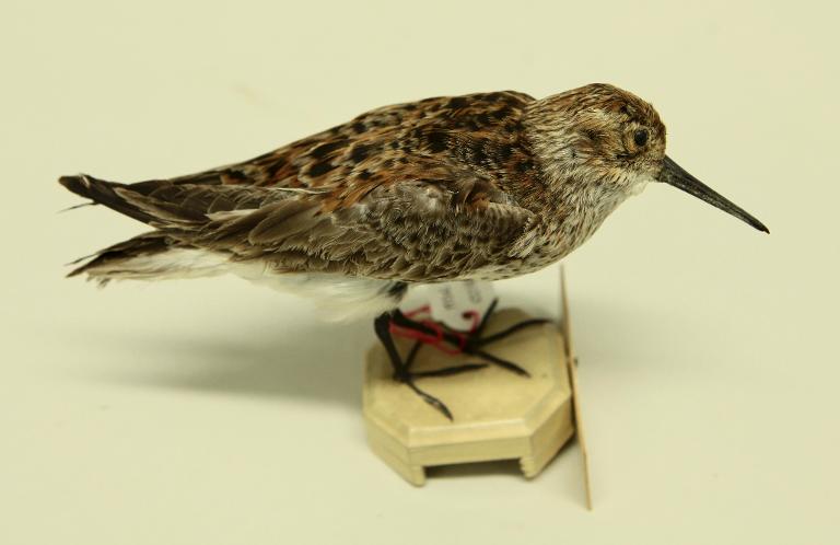 animal naturalisé : oiseau : Bécasseau variable