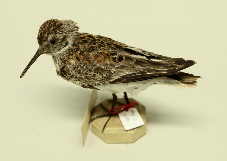 animal naturalisé : oiseau : Bécasseau variable