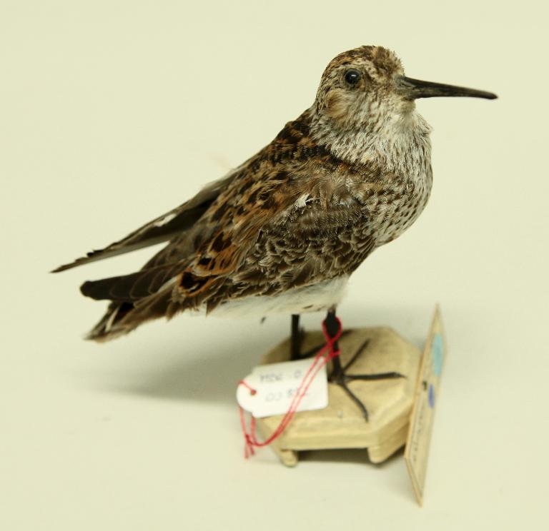 animal naturalisé : oiseau : Bécasseau variable