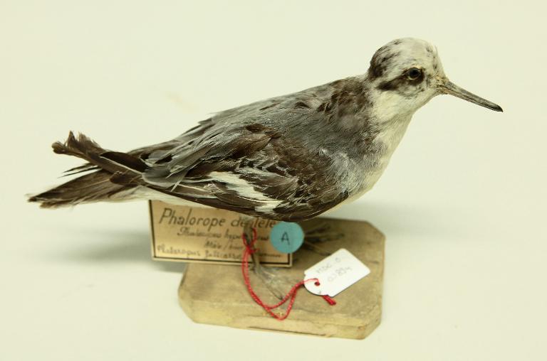 animal naturalisé : oiseau : Phalarope à bec large