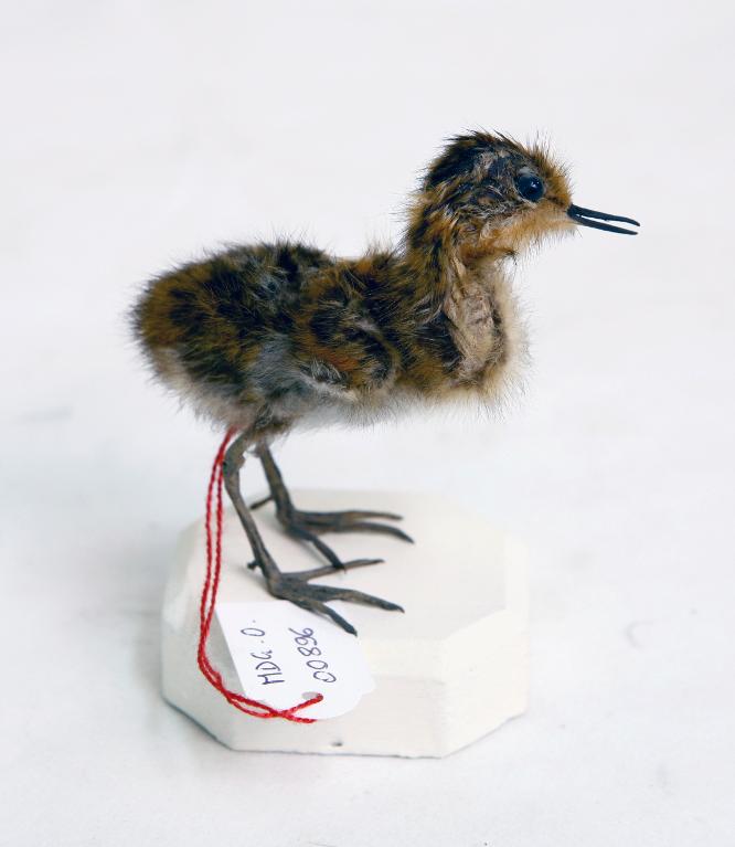 animal naturalisé : oiseau : Phalarope à bec étroit