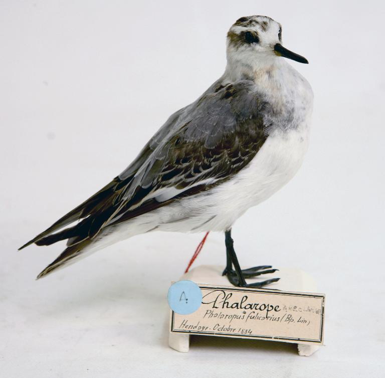 animal naturalisé : oiseau : Phalarope à bec large