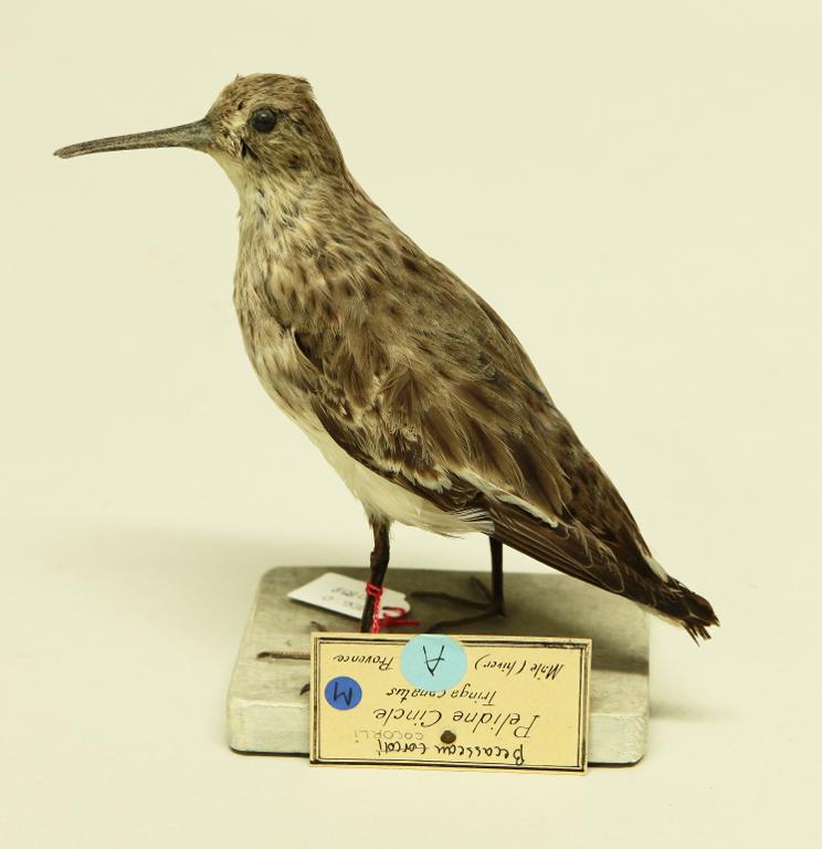 animal naturalisé : oiseau : Bécasseau cocorli