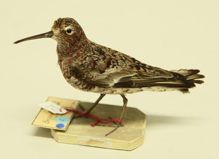 animal naturalisé : oiseau : Bécasseau cocorli