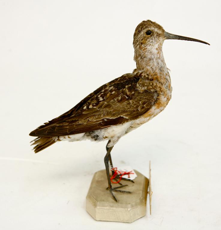 animal naturalisé : oiseau : Bécasseau cocorli