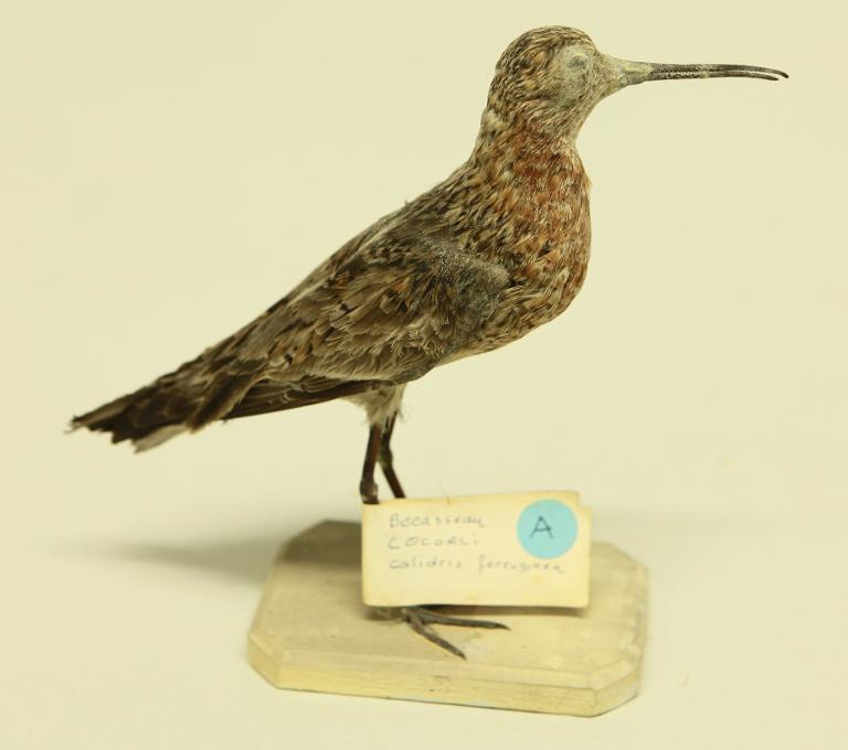 animal naturalisé : oiseau : Bécasseau cocorli