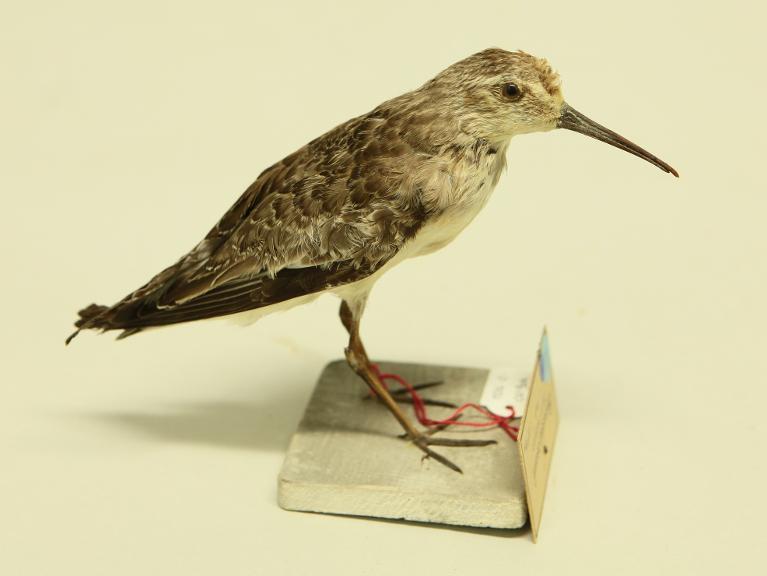 animal naturalisé : oiseau : Bécasseau cocorli