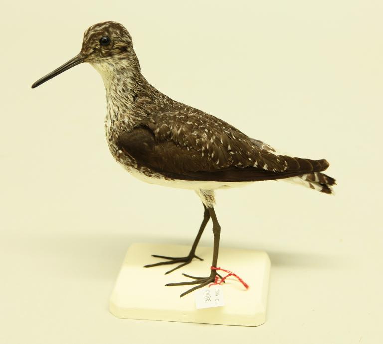 animal naturalisé : oiseau : Chevalier cul-blanc