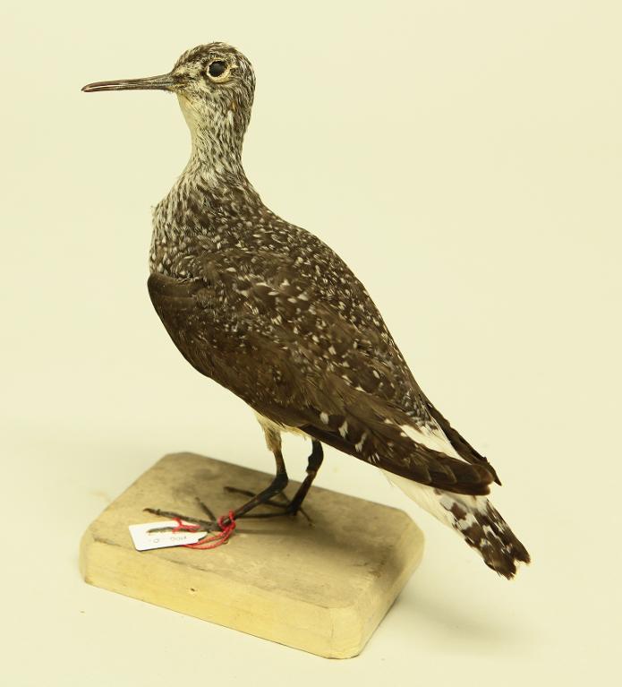 animal naturalisé : oiseau : Chevalier cul-blanc