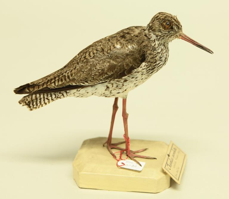 animal naturalisé : oiseau : Chevalier gambette