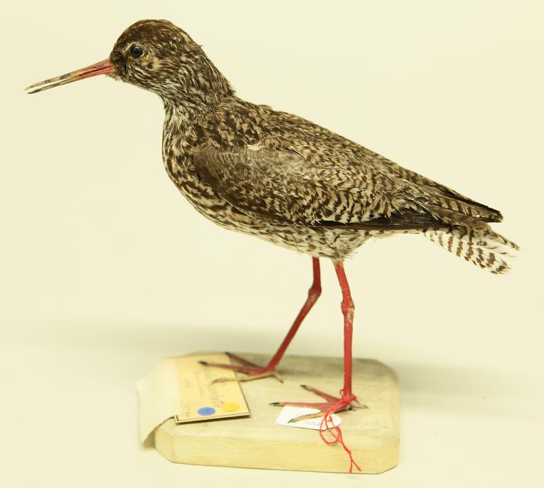 animal naturalisé : oiseau : Chevalier gambette