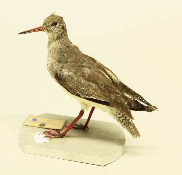 animal naturalisé : oiseau : Chevalier gambette