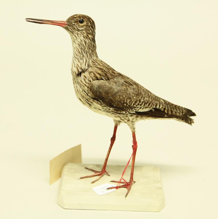 animal naturalisé : oiseau : Chevalier gambette