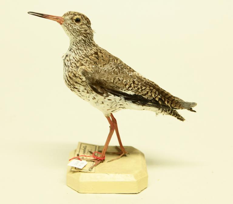 animal naturalisé : oiseau : Chevalier gambette