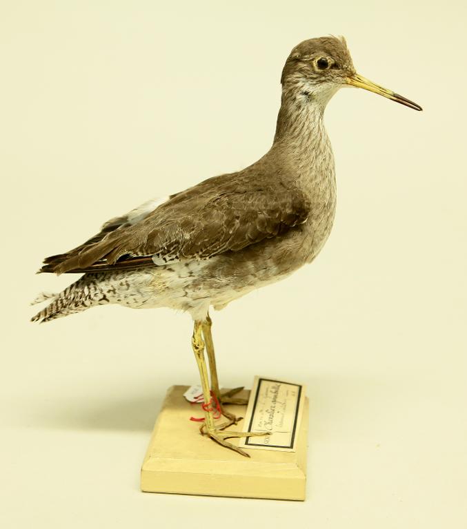 animal naturalisé : oiseau : Chevalier à pattes jaunes