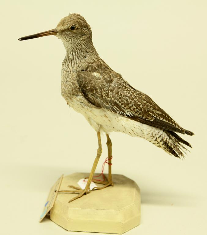 animal naturalisé : oiseau : Chevalier arlequin