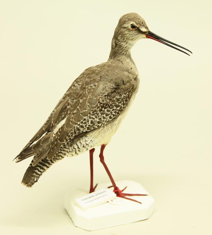 animal naturalisé : oiseau : Chevalier arlequin