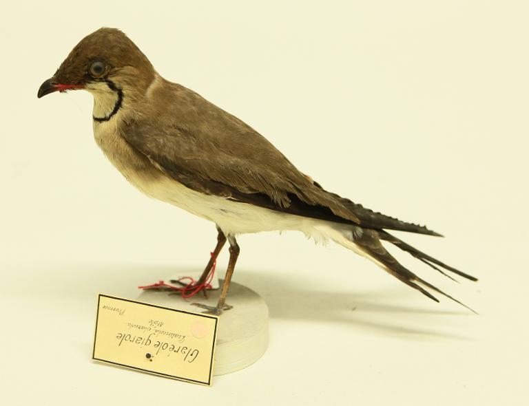 animal naturalisé : oiseau : Glaréole à collier