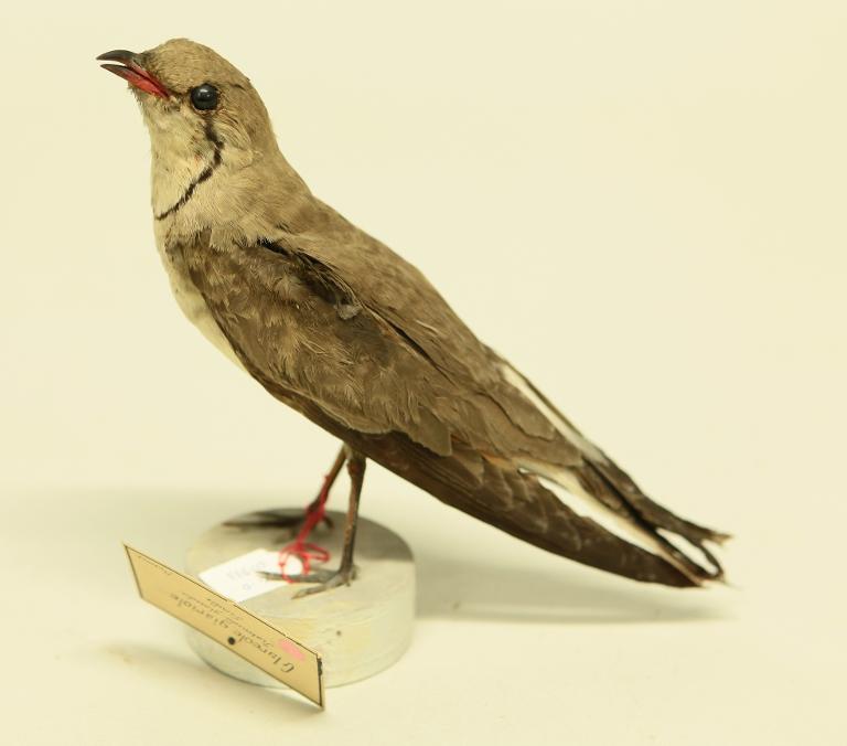 animal naturalisé : oiseau : Glaréole à collier