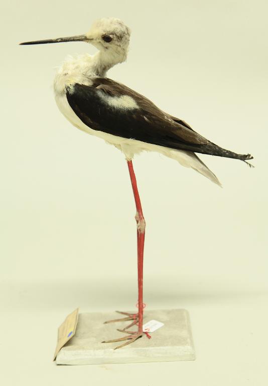 animal naturalisé : oiseau : Echasse blanche