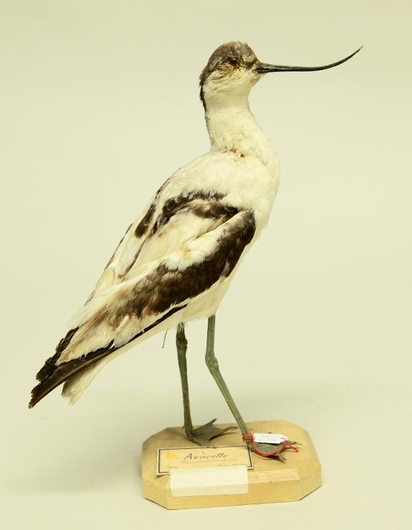animal naturalisé : oiseau : Avocette élégante