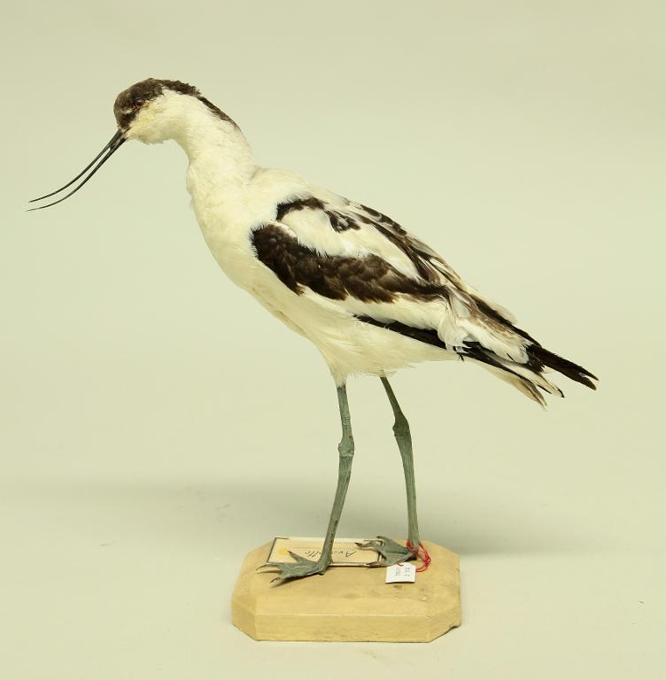 animal naturalisé : oiseau : Avocette élégante