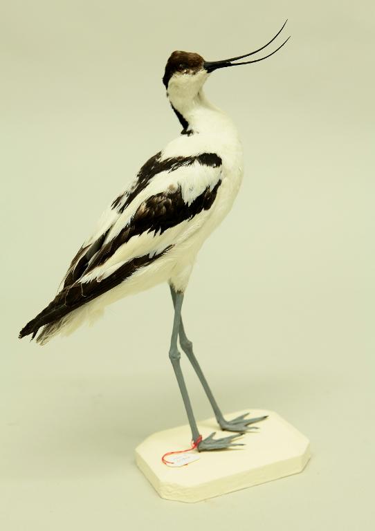 animal naturalisé : oiseau : Avocette élégante