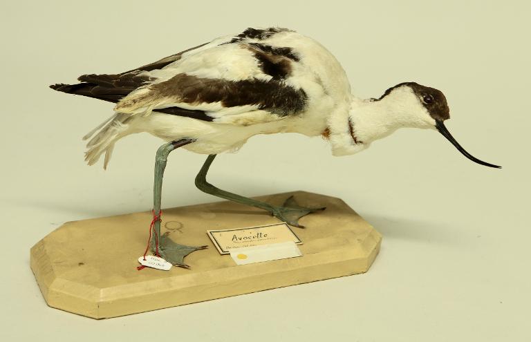 animal naturalisé : oiseau : Avocette élégante