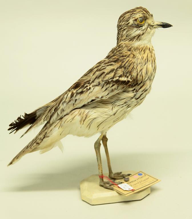 animal naturalisé : oiseau : Oedicnème criard