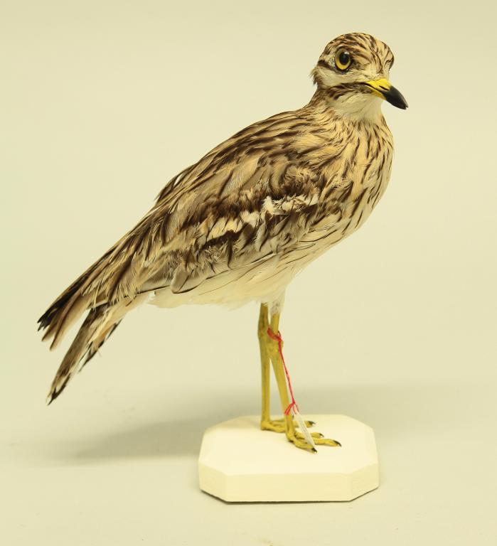 animal naturalisé : oiseau : Oedicnème criard