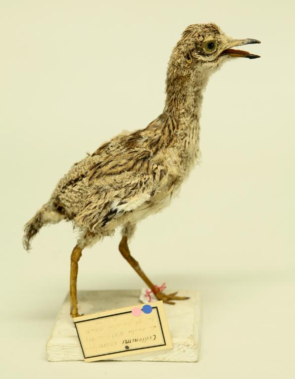 animal naturalisé : oiseau : Oedicnème criard