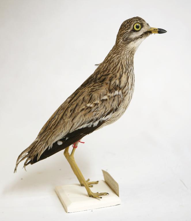 animal naturalisé : oiseau : Oedicnème criard