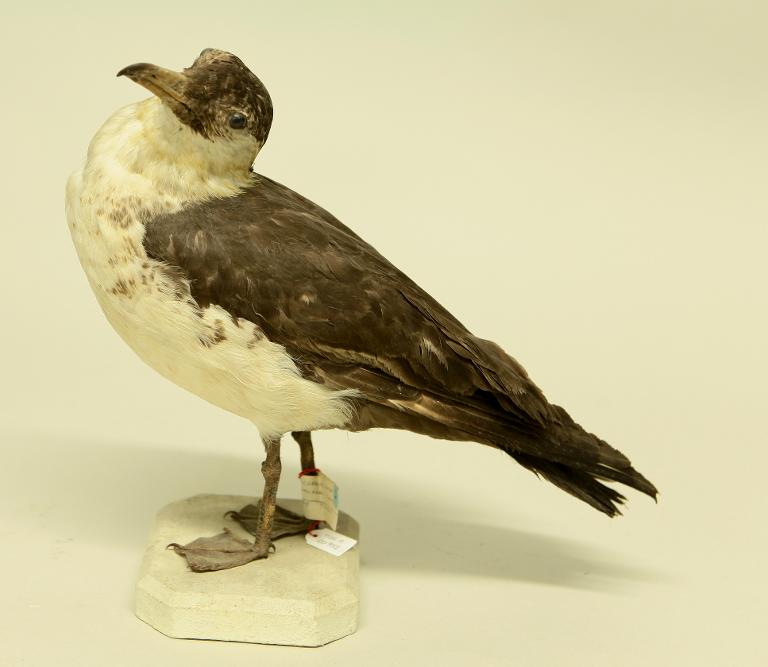 animal naturalisé : oiseau : Labbe pomarin