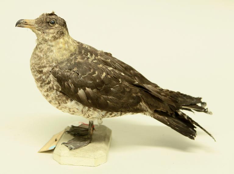 : oiseau : Labbe pomarin