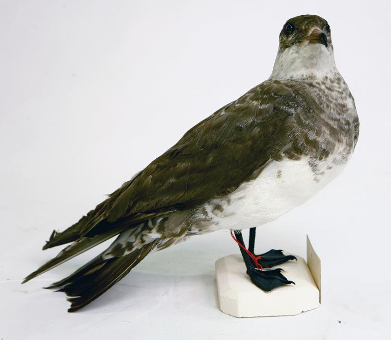 animal naturalisé : oiseau : Labbe pomarin