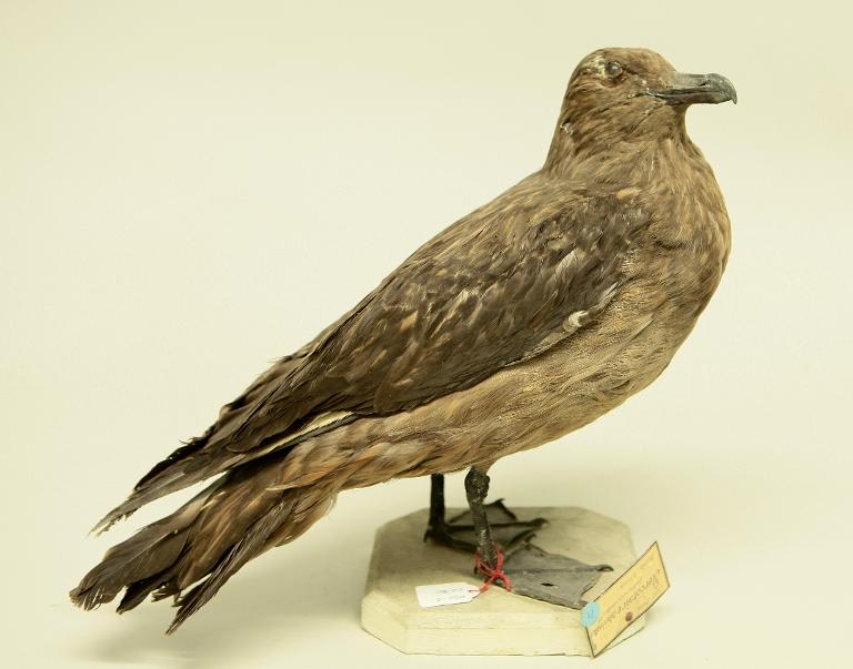 animal naturalisé : oiseau : Grand labbe