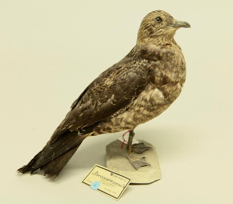 animal naturalisé : oiseau : Labbe parasite