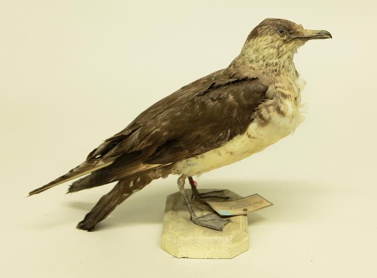 animal naturalisé : oiseau : Labbe parasite