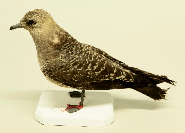 animal naturalisé : oiseau : Labbe à longue queue