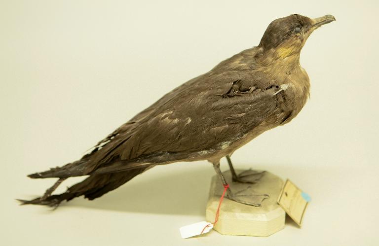 animal naturalisé : oiseau : Labbe à longue queue